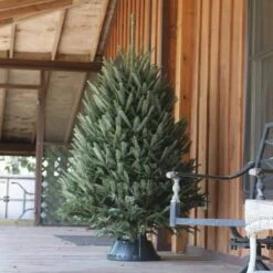 5 Ft. Freshly Cut Fraser Fir Real Christmas Tree 25 5 Ft. Freshly Cut Fraser Fir Real Christmas Tree -Northlight Shop real christmas trees hd9064 44 1000