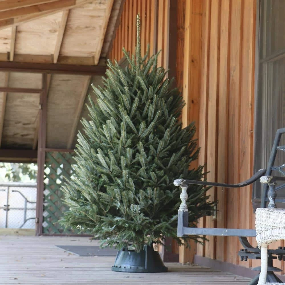 5 Ft. Freshly Cut Fraser Fir Real Christmas Tree 11 5 Ft. Freshly Cut Fraser Fir Real Christmas Tree - Image 11
