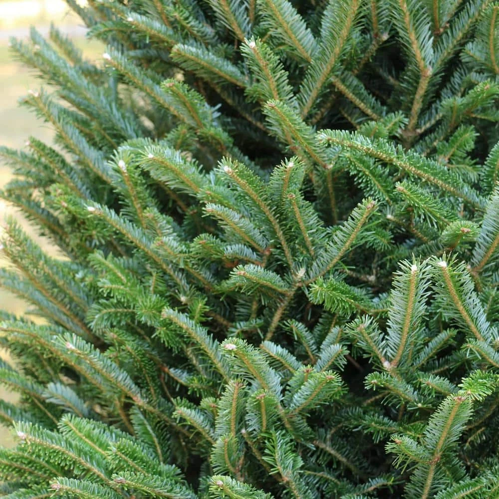 5 Ft. Freshly Cut Fraser Fir Real Christmas Tree 4 5 Ft. Freshly Cut Fraser Fir Real Christmas Tree - Image 4