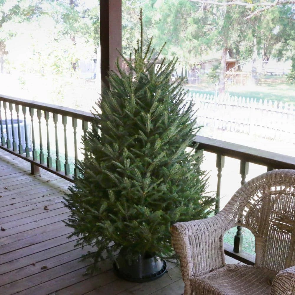 5 Ft. Freshly Cut Fraser Fir Real Christmas Tree 8 5 Ft. Freshly Cut Fraser Fir Real Christmas Tree - Image 8