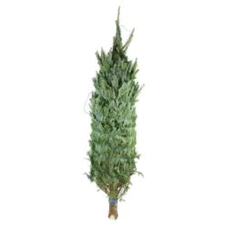 5 Ft. Freshly Cut Fraser Fir Real Christmas Tree 28 5 Ft. Freshly Cut Fraser Fir Real Christmas Tree -Northlight Shop real christmas trees hd9064 d4 1000