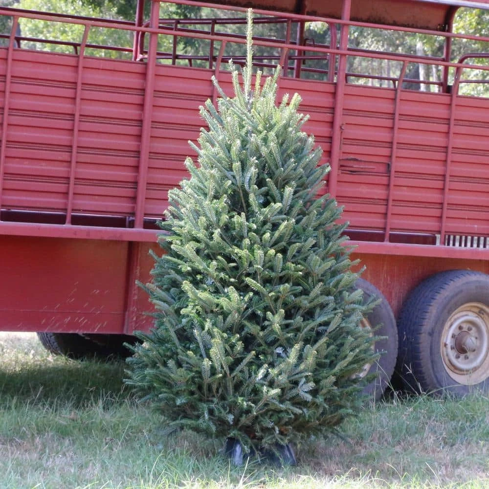 5 Ft. Freshly Cut Fraser Fir Real Christmas Tree 2 5 Ft. Freshly Cut Fraser Fir Real Christmas Tree - Image 2