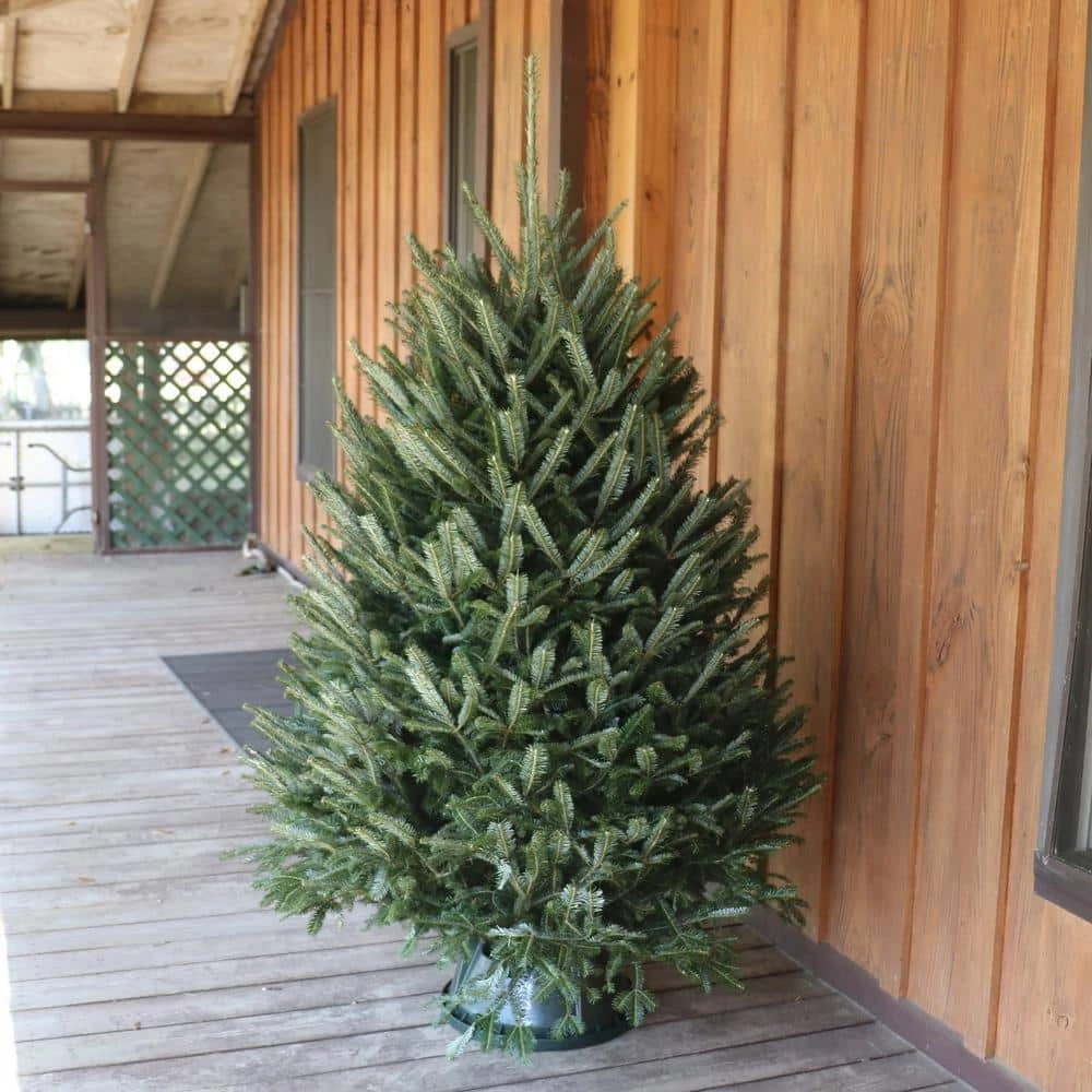 5 Ft. Freshly Cut Fraser Fir Real Christmas Tree 12 5 Ft. Freshly Cut Fraser Fir Real Christmas Tree - Image 12