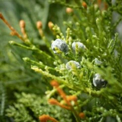 Artificial 26 In. Mixed Pine And Green Juniper Stem Arrangement -Northlight Shop sullivans artificial christmas plants sp1204 c3 1000
