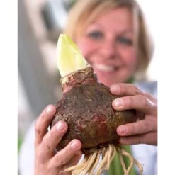 Mega Amaryllis Orange Souvereign Bulb 9 Mega Amaryllis Orange Souvereign Bulb -Northlight Shop van zyverden fresh christmas plants 87217 1f 1000