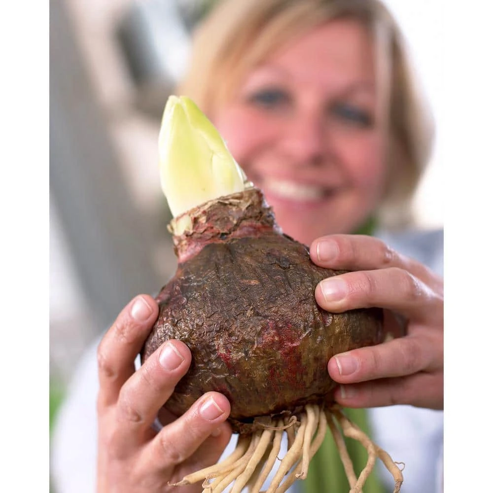 Mega Amaryllis Orange Souvereign Bulb 4 Mega Amaryllis Orange Souvereign Bulb - Image 4