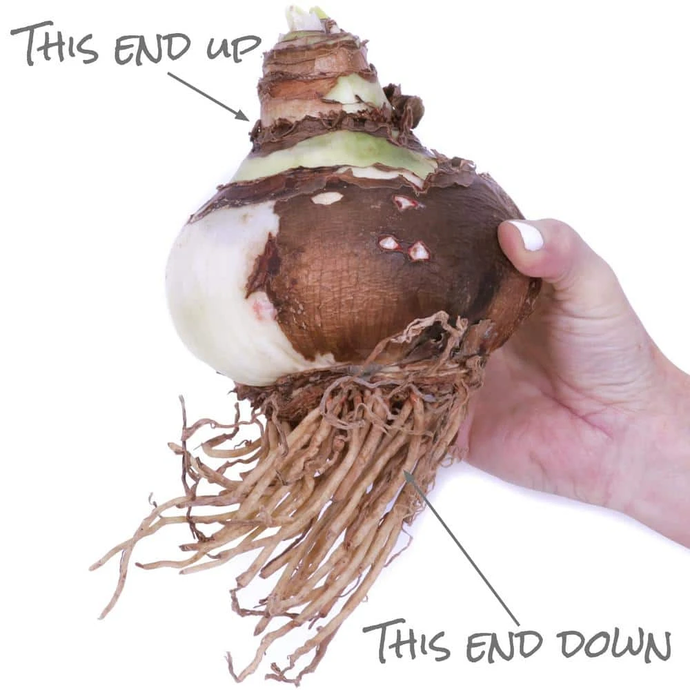 Mega Amaryllis Orange Souvereign Bulb 5 Mega Amaryllis Orange Souvereign Bulb - Image 5