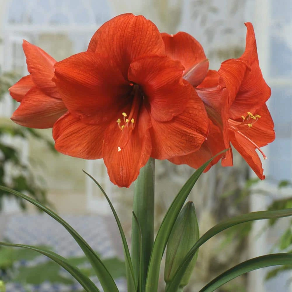 Mega Amaryllis Orange Souvereign Bulb 3 Mega Amaryllis Orange Souvereign Bulb - Image 3