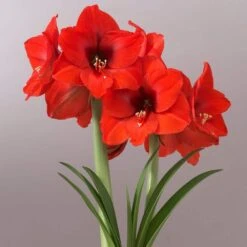 Mega Amaryllis Orange Souvereign Bulb
