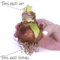 Multi-Flowering Amaryllis Rapido Bulb -Northlight Shop van zyverden fresh christmas plants 87218 44 1000