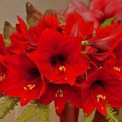 Multi-Flowering Amaryllis Rapido Bulb -Northlight Shop van zyverden fresh christmas plants 87218 4f 1000