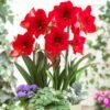 Multi-Flowering Amaryllis Rapido Bulb 21 Multi-Flowering Amaryllis Rapido Bulb -Northlight Shop van zyverden fresh christmas plants 87218 64 1000