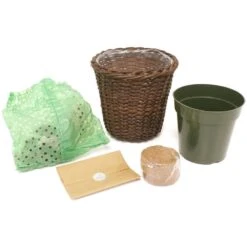 Amaryllis Kit Amadeus Candy With 6.5 In. Round Table Top Rattan Basket -Northlight Shop van zyverden fresh christmas plants 87352 1f 1000
