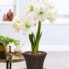Amaryllis Kit Amadeus Candy With 6.5 In. Round Table Top Rattan Basket 3 Amaryllis Kit Amadeus Candy With 6.5 In. Round Table Top Rattan Basket -Northlight Shop van zyverden fresh christmas plants 87352 64 1000