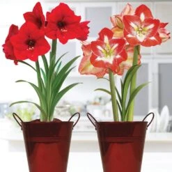 Holiday Amaryllis Red Lion/Minerva Duo (2-Pack) Kits With 5 In. Artisan Decorative Planter, Set Of 2 Bulbs