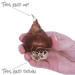 Holiday Paperwhite Kit Ziva With 6 In. Fluted Iron Faux Brass Finish Bulb Planter, Set Of 6 Bulbs -Northlight Shop van zyverden fresh christmas plants 88465 4f 1000