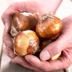 Holiday Paperwhite Kit Ziva With 6 In. Fluted Iron Faux Brass Finish Bulb Planter, Set Of 6 Bulbs -Northlight Shop van zyverden fresh christmas plants 88465 c3 1000